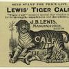 Lewis' tiger calf