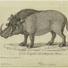 Das Emgallo oder aethiopische Schwein