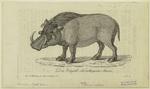 Das Emgallo oder aethiopische Schwein