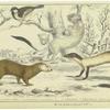 Ermine (winter) ; Hardwick's weasel ; Java ferret
