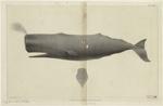 Sperm whale (Physeter macrocephalus Linn.)