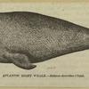 Atlantic right whale - Balæna cisarctica (Cope)