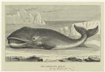 The Greenland whale