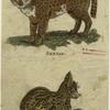 Serval ; Cape cat