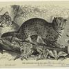 The leopard-cat