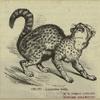 Chati -- Leopardus mitis