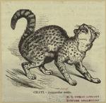 Chati -- Leopardus mitis