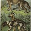 Greyhound ; Pointer ; Wolf