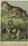 Greyhound ; Pointer ; Wolf