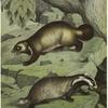 Glutton ; Badger ; Opossum