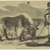 The yak, or ox of Thibet