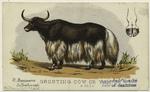 Grunting cow or yak