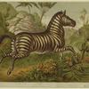 Zebra galloping