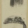 Women's hats and bonnets, 19th century