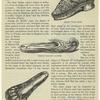 Henry VIII's shoe ; indian rajah's slipper ; Edward IV's slipper