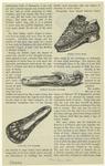 Henry VIII's shoe ; indian rajah's slipper ; Edward IV's slipper