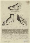 Chaussure du commencement du XIIe siècle ; Chaussure d'un prince ; Chaussure d'un évêque