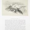 Summit of Mount Sinai, Shewing the Christian and Mahometan Chapels