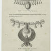 La scarabée dans un collier égytpien ; Fragment de collier avec le vautour