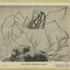 Sea-spider -- Stenorhynchus longirostris