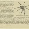 Tarantula-spider -- Tarantula apulioe (natural size.)