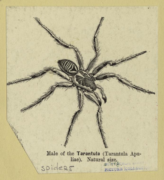 Тарантул рисунок биология