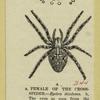 Female of the cross-spider -- Epeira diadema