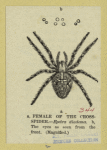 Female of the cross-spider -- Epeira diadema