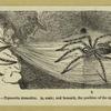 House spider -- Tegenaria domestica