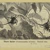 Thorn spider (Gasteracantha arcuata) natural size