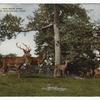 Red deer herd.  New York Zoological Park