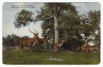 Red deer herd.  New York Zoological Park