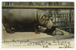 Hippopotamus, Central Park Zoo, N.Y. City
