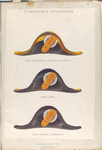 Sombreros apuntados