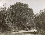 L'arbre de la Vierge