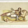 Turkish Lady -- Indoor Costume