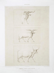 Sculpture : animaux -- races ovine & bovine (Musée du Kaire -- grandeur d'exécution)