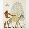 Peinture : indigène du pays de pount (Thèbes : El-Assacif -- XVIIe. dynastie)