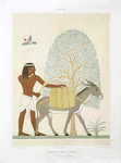 Peinture : indigène du pays de pount (Thèbes : El-Assacif -- XVIIe. dynastie)