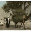 Kairo, fellahs transportant des fourrages a ville.