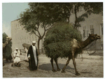 Kairo, fellahs transportant des fourrages a ville.
