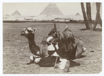A dragoman asleep on his "ship of the desert."