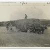 An Ox Team in the Hayfield.