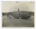 An Ox Team in the Hayfield.