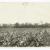 A Cotton Field.