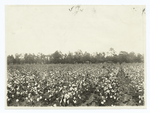 A Cotton Field.