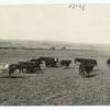 Shorthorns on the Plains.