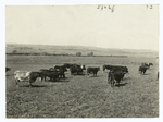 Shorthorns on the Plains.