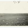 Cattle on Native Pasture, Kansas.