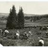 Cattle in a National Forest.